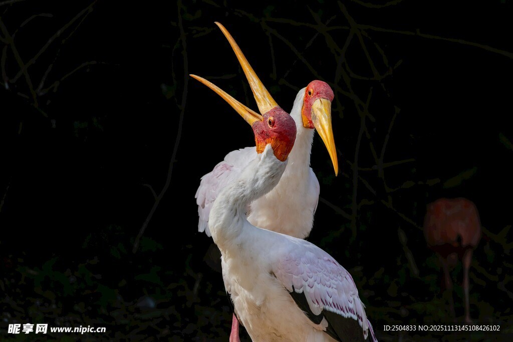 双黄嘴鹳亲昵互动瞬间