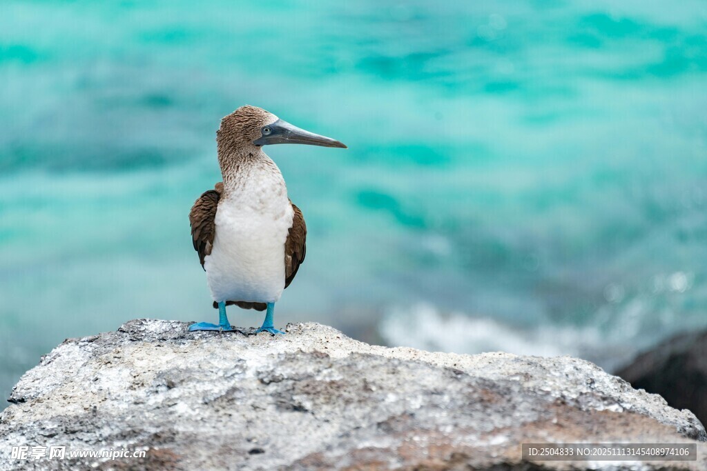 蓝脚鲣鸟立于礁石之上