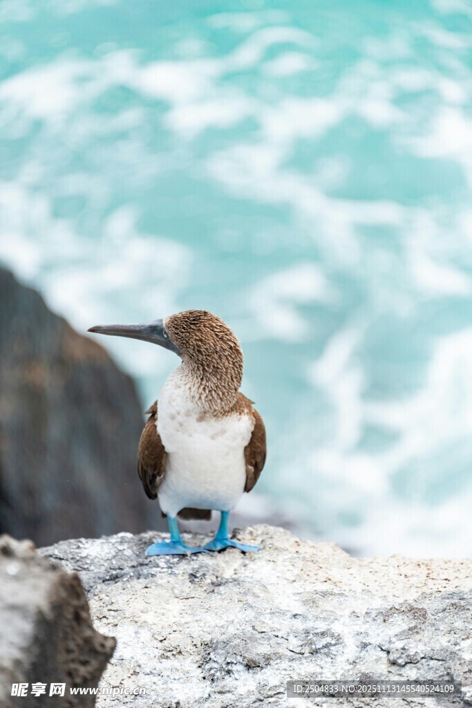 蓝脚鲣鸟立于海边岩石