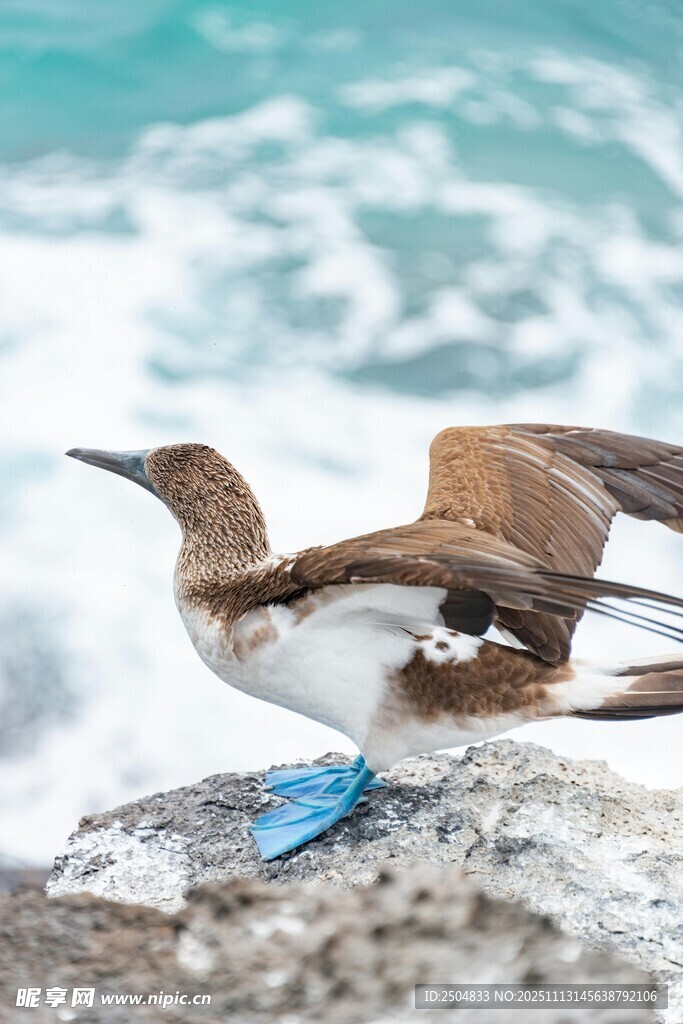 蓝脚鲣鸟立于海边岩石