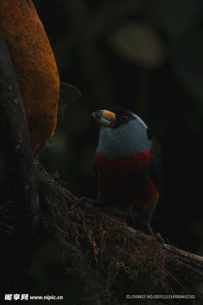 多彩小鸟栖息于枝头