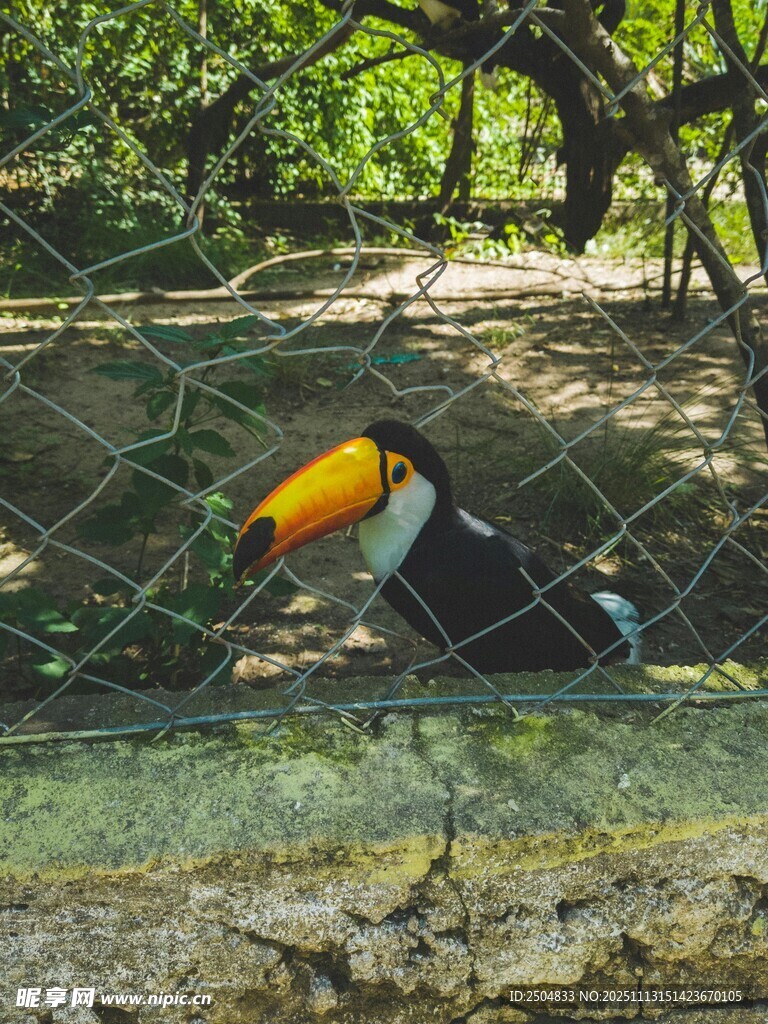 围栏内的巨嘴鸟