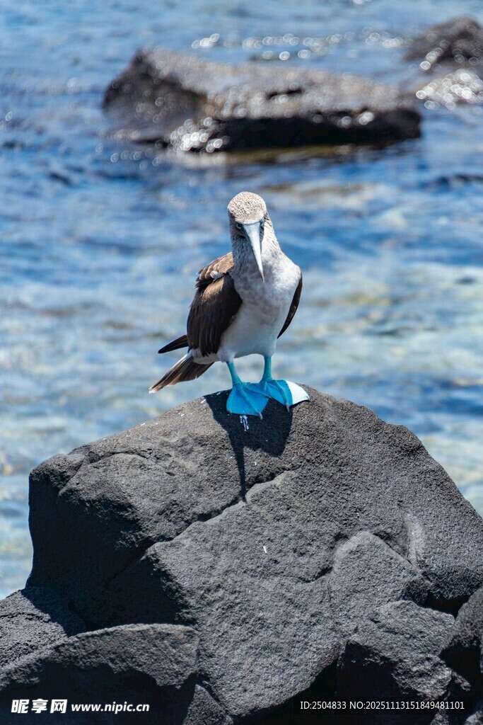 蓝脚鲣鸟立于礁石之上
