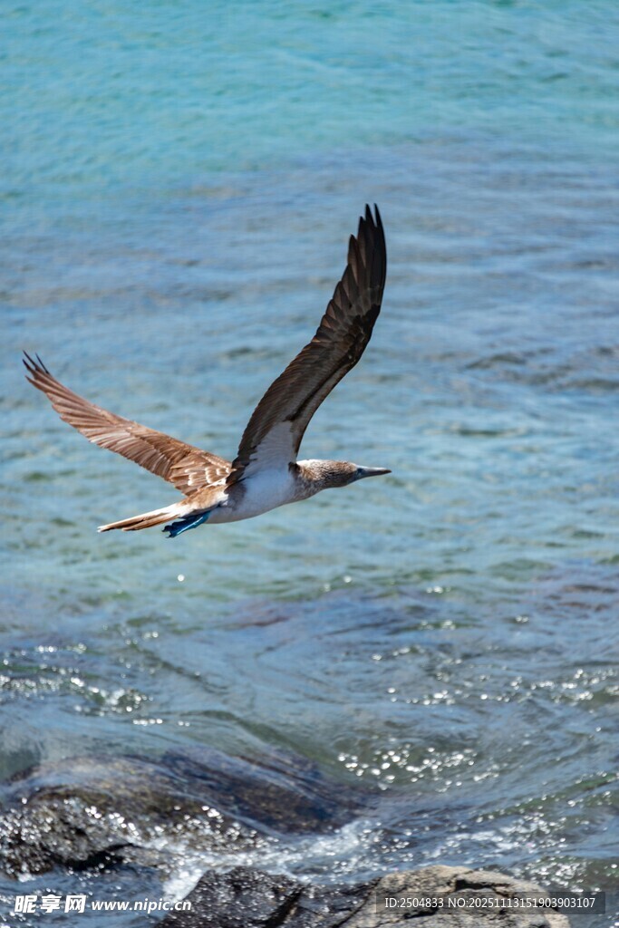 海面上展翅飞翔的褐鹈鹕