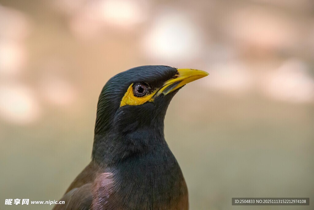 黑羽黄喙的独特鸟类