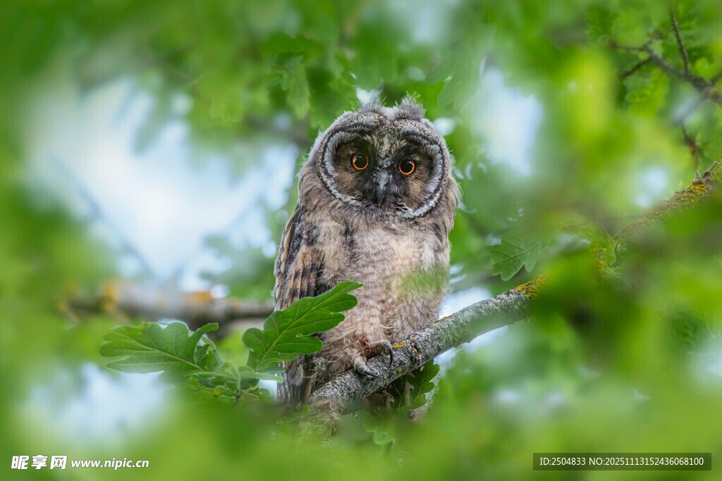 树枝上栖息的猫头鹰