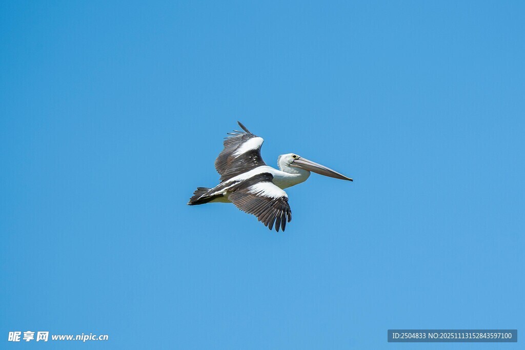 蓝天下飞翔的鹈鹕