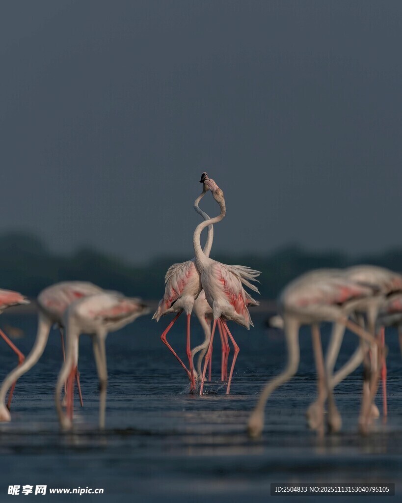 火烈鸟群于水边优雅姿态