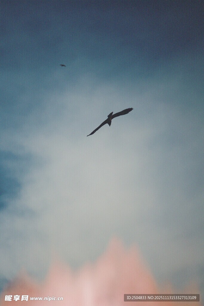 飞鸟翱翔于天际