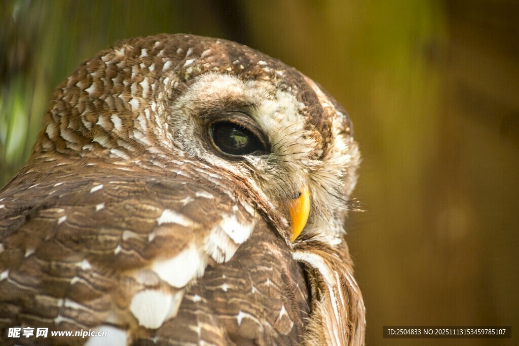 呆萌猫头鹰特写