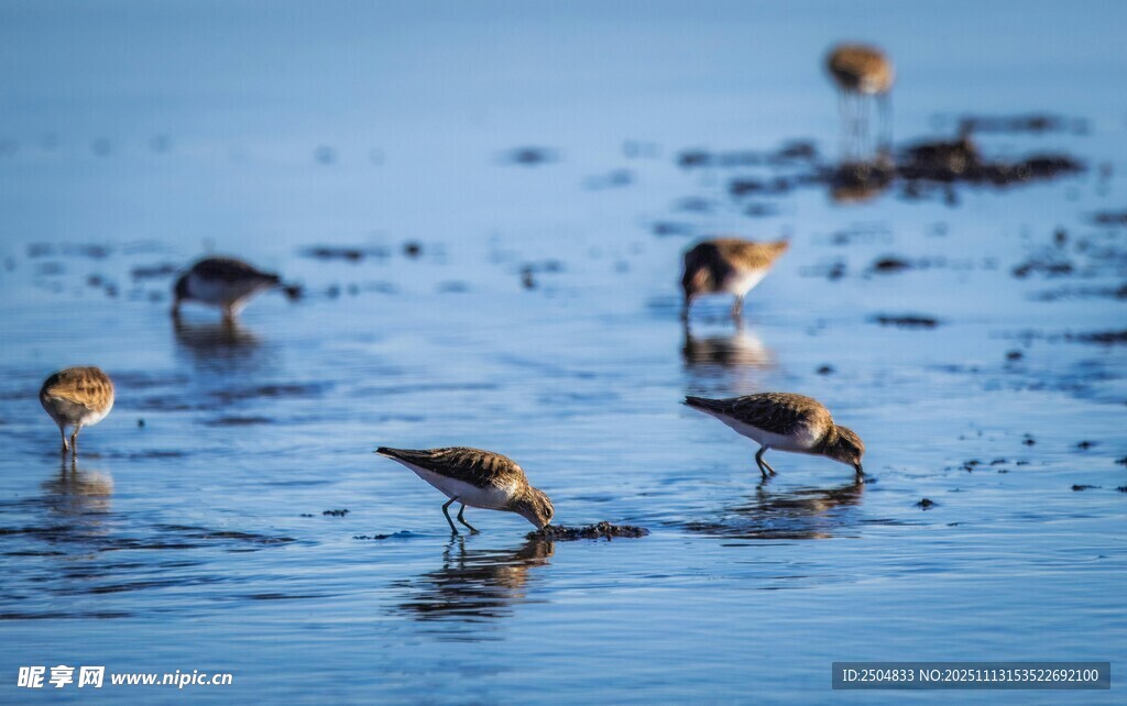 浅滩觅食的小鸟