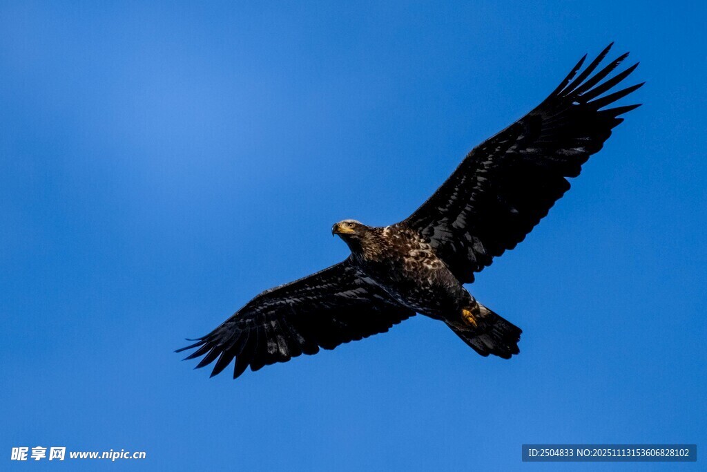 翱翔蓝天的雄鹰