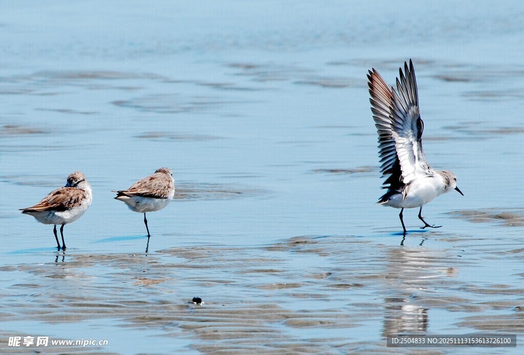 海滩上展翅的鸟儿与同伴