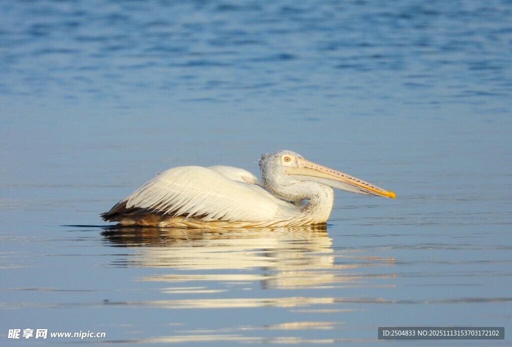 水中漂浮的白色鹈鹕