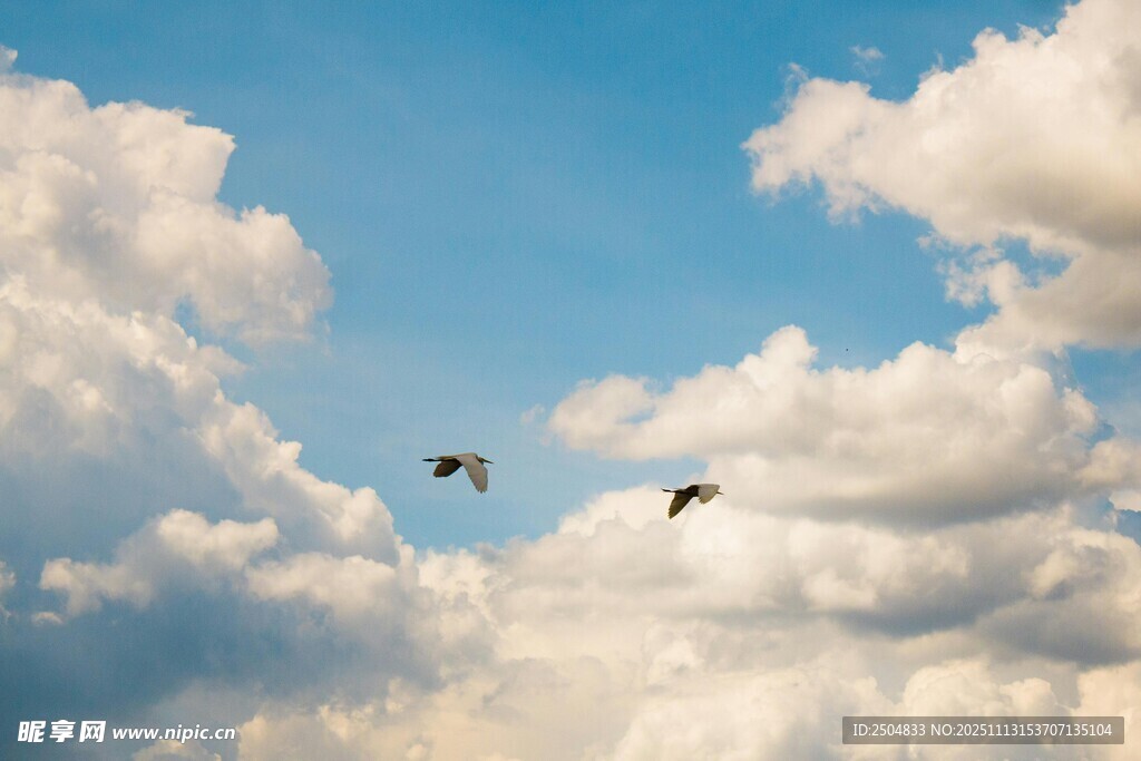 蓝天飞鸟 自然美好瞬间