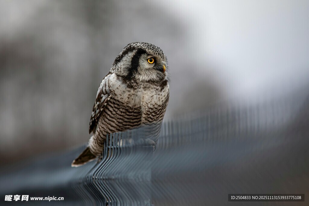 栖息于杆上的可爱猫头鹰