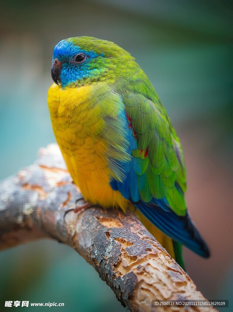 多彩鹦鹉栖息枝头