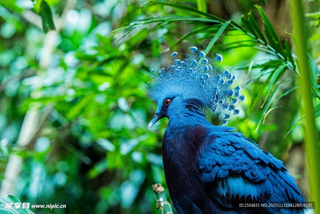 蓝羽凤冠鸟于丛林间