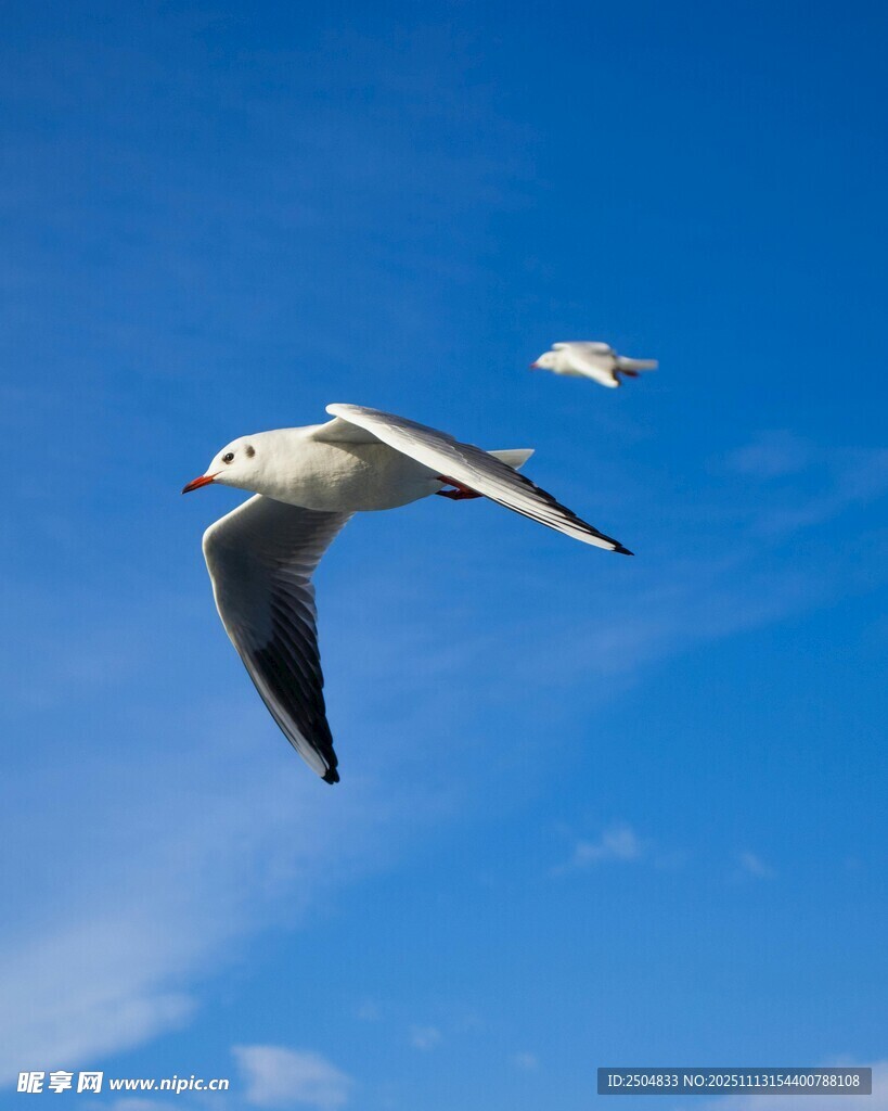 蓝天中翱翔的海鸥