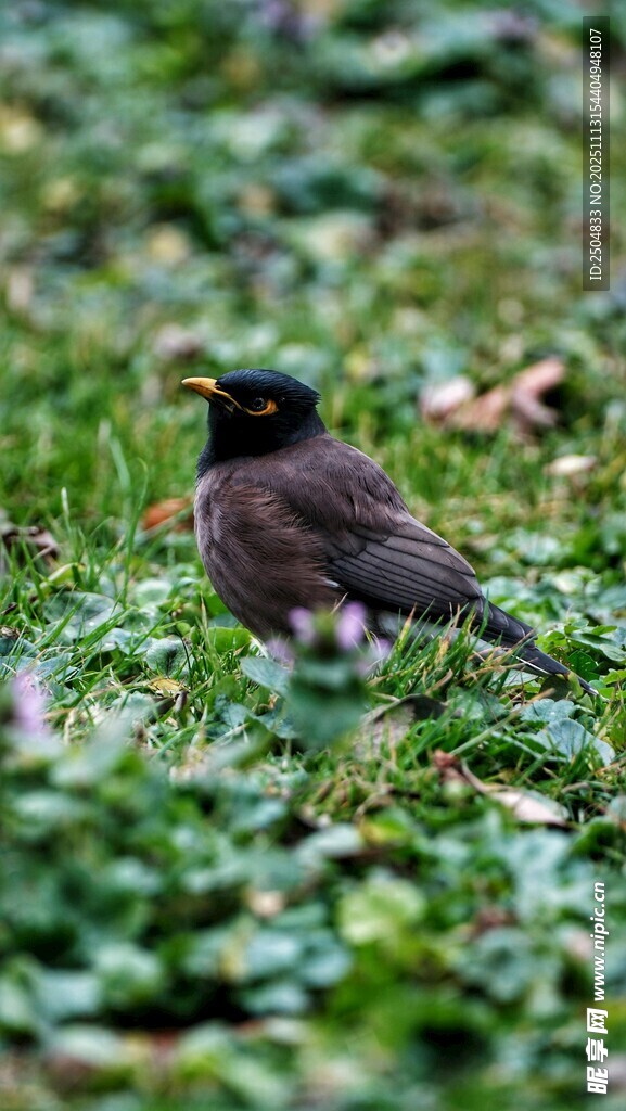 草地上的黑鸟