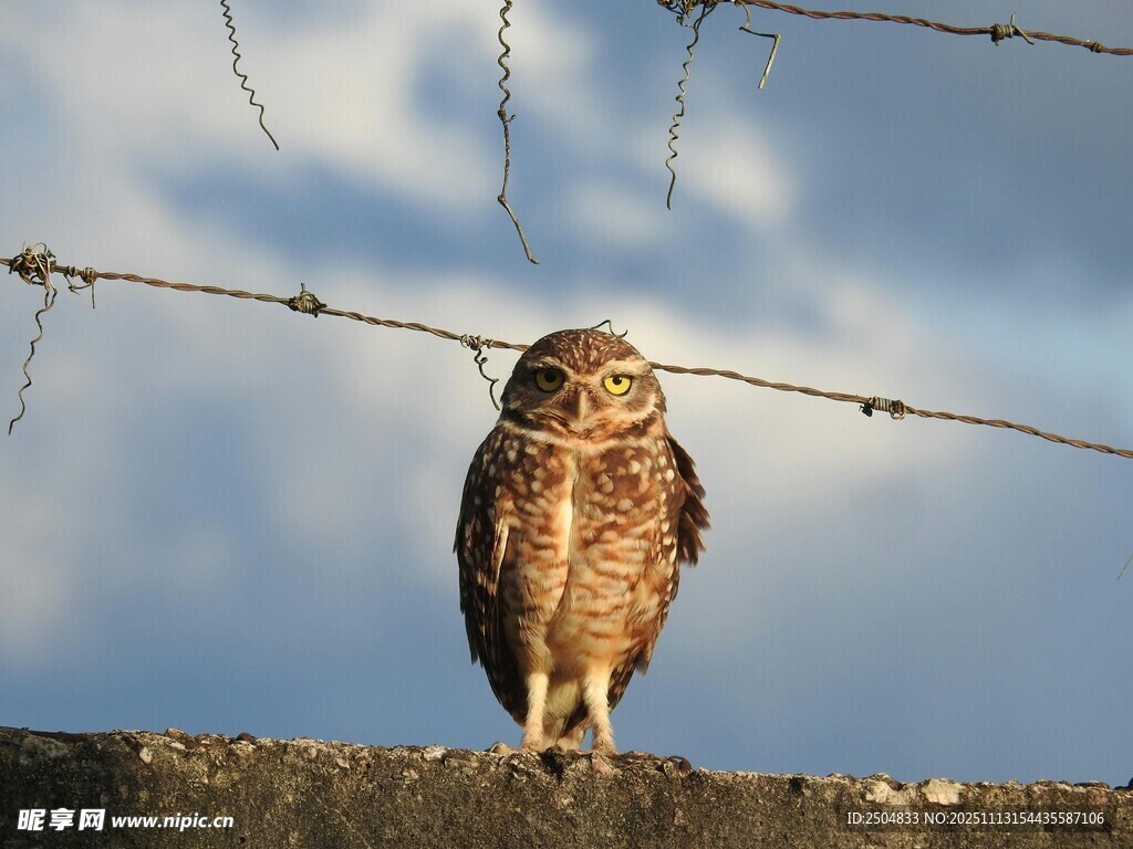站在围栏上的猫头鹰