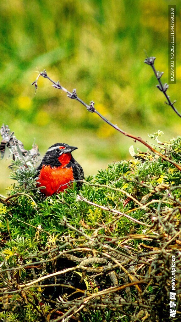 草丛中的红胸小鸟