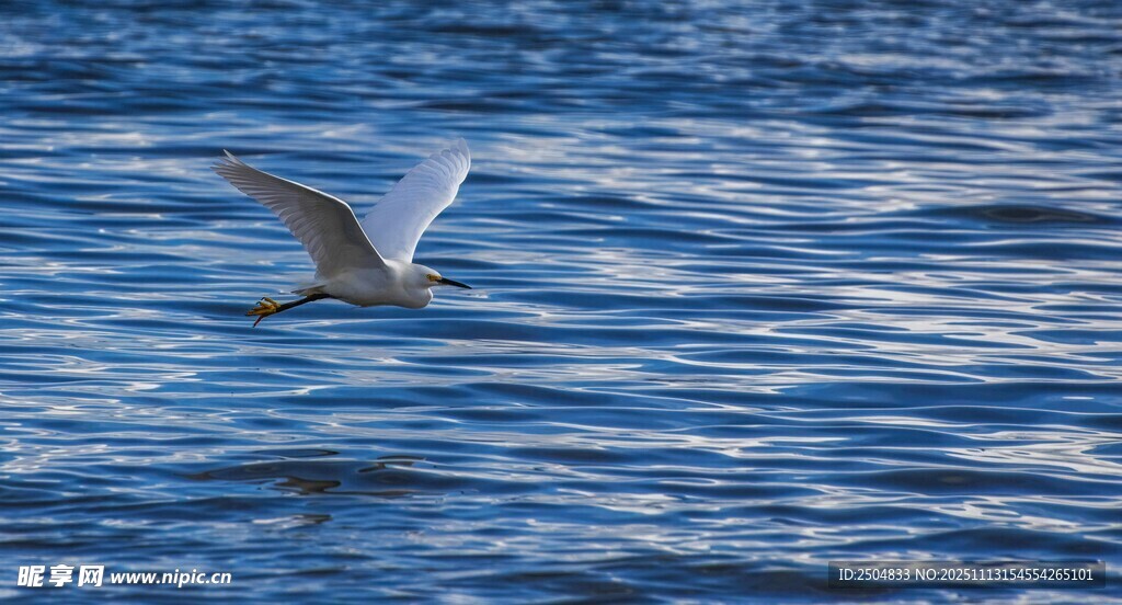 海面上飞翔的白色海鸥