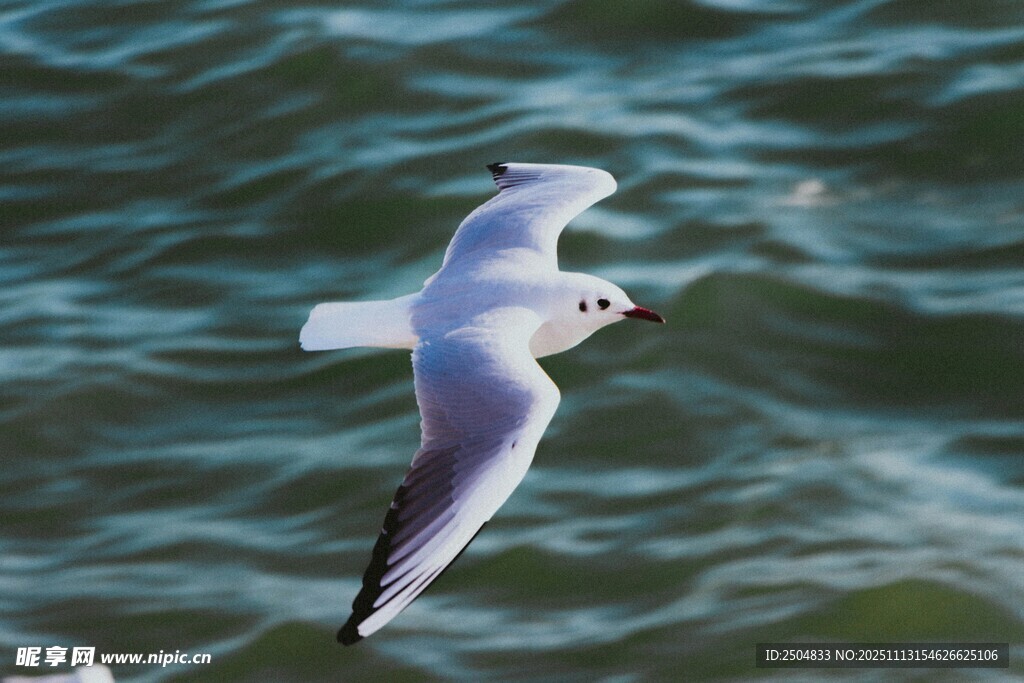 海鸥翱翔于碧波之上
