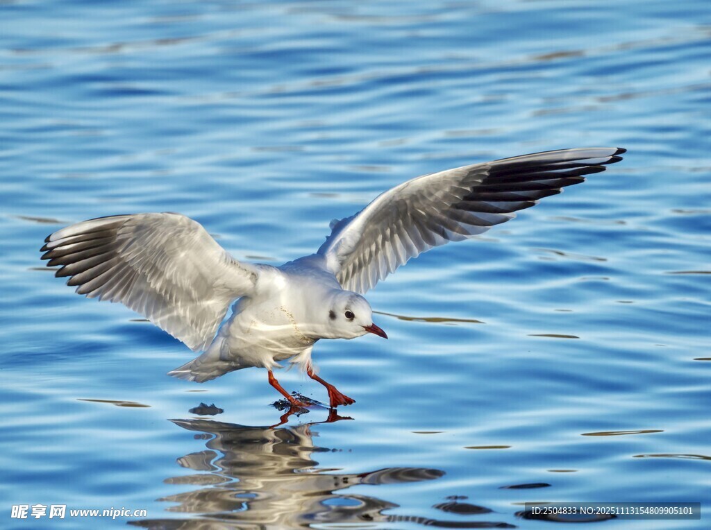 海鸥水面展翅瞬间