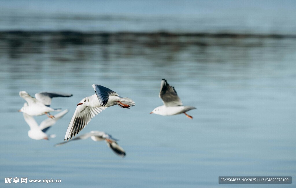 群鸟于湖面之上展翅飞翔