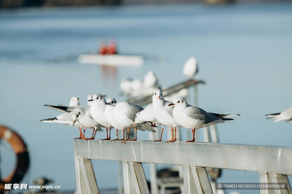 海鸥栖息在码头护栏上
