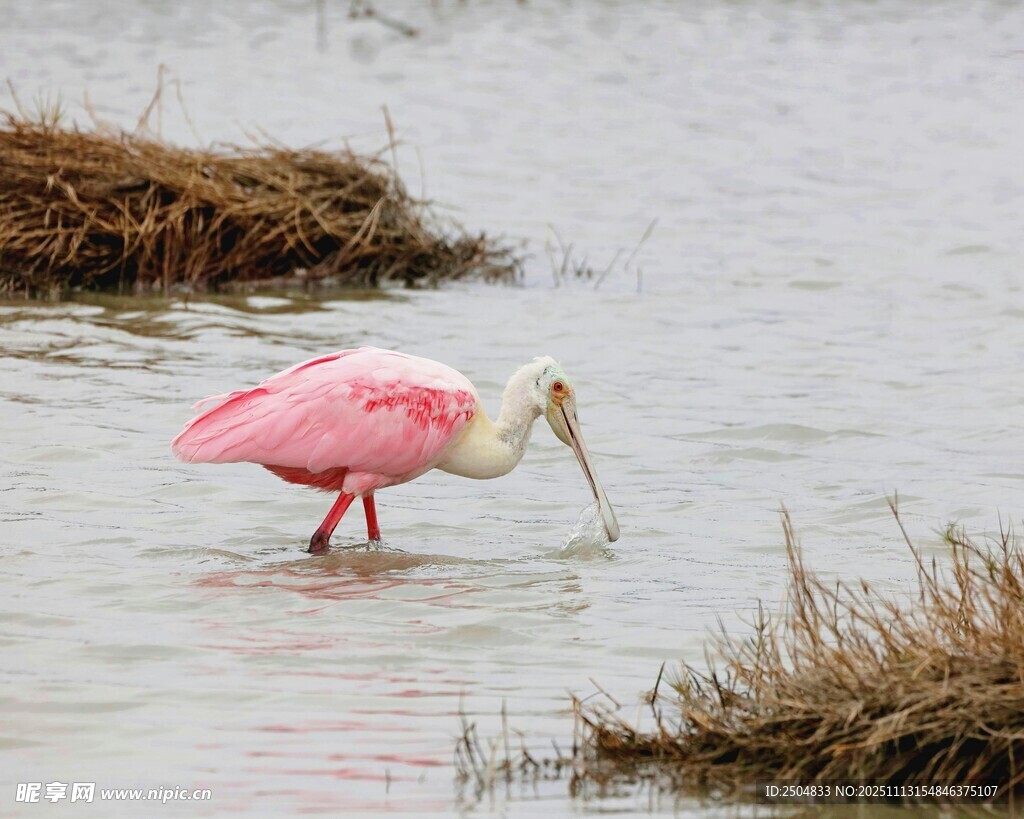 粉红琵鹭水中优雅觅食
