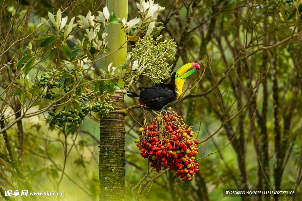 巨嘴鸟栖息于结红果植株上