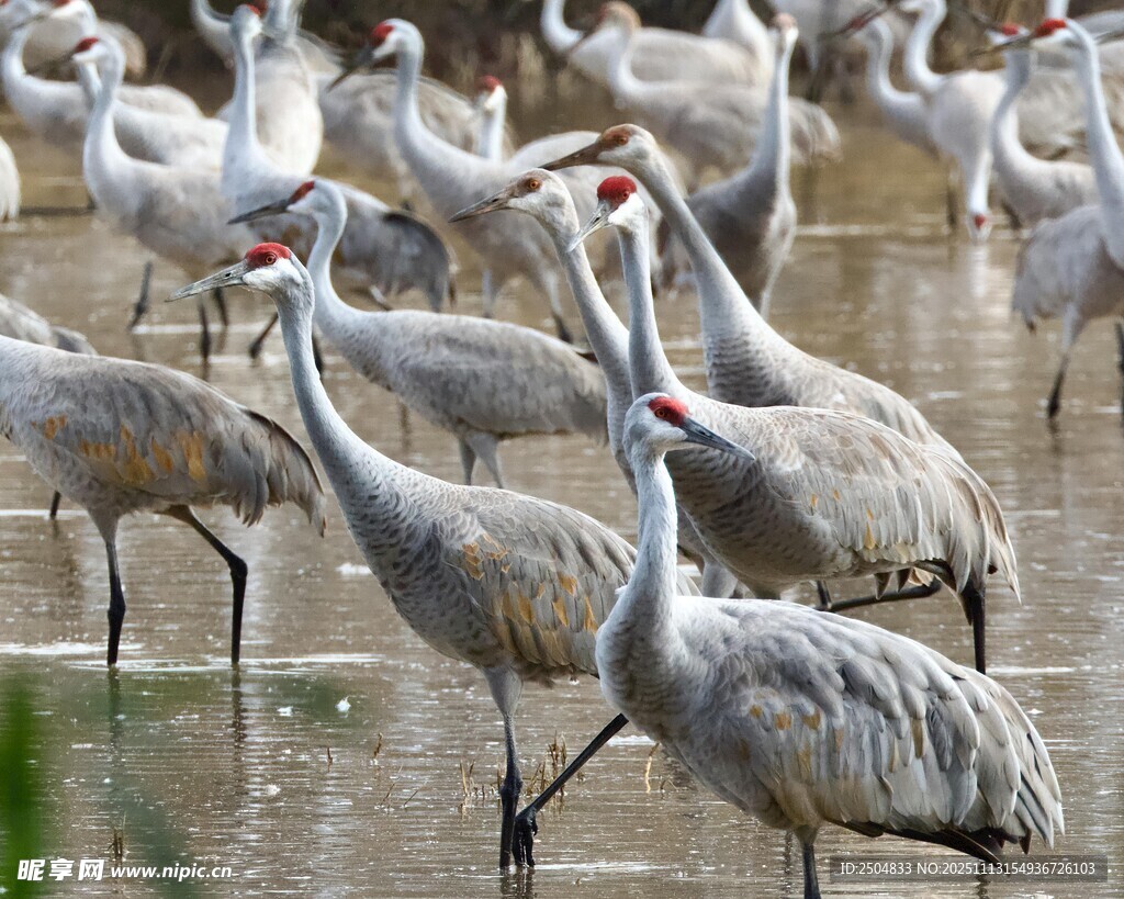 湿地中群聚的灰鹤