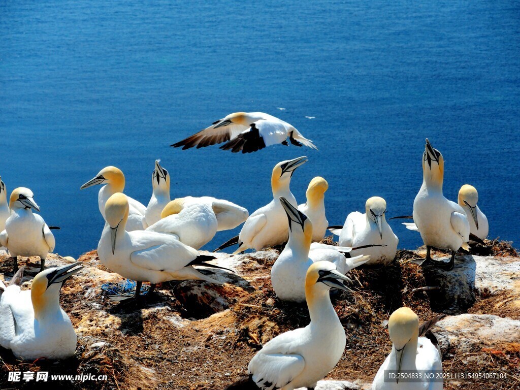 海鸟群聚于岩石之上