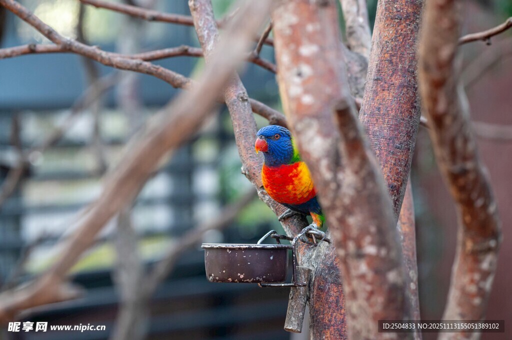 多彩鸟儿栖息树干