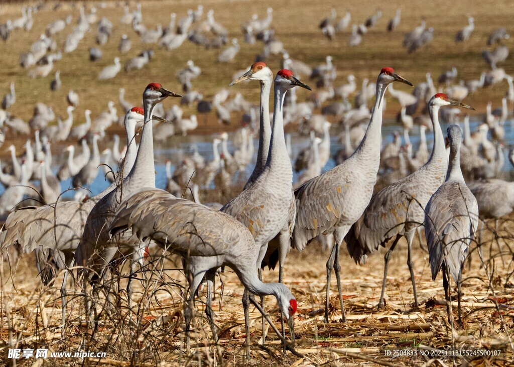 群鹤于田野间栖息