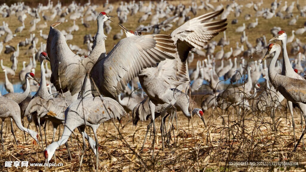 群鹤展翅于田野间