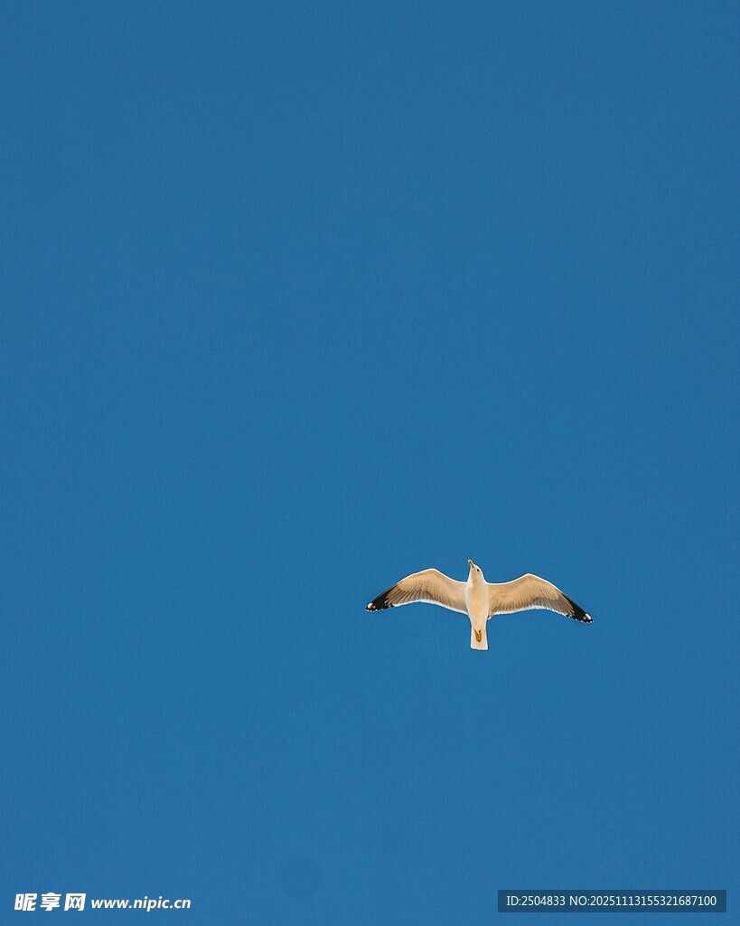 蓝天中翱翔的飞鸟