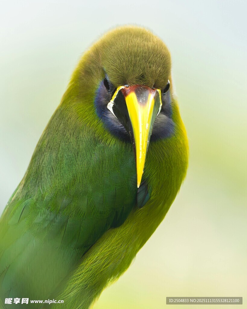 绿羽长喙鸟特写