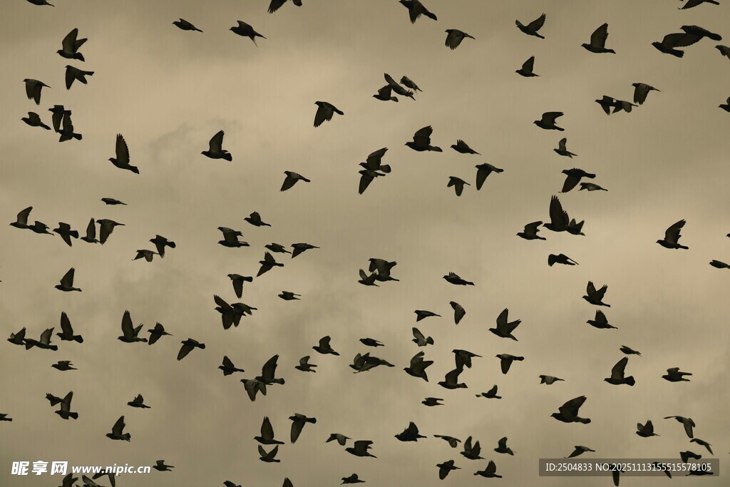 群鸟翱翔天际