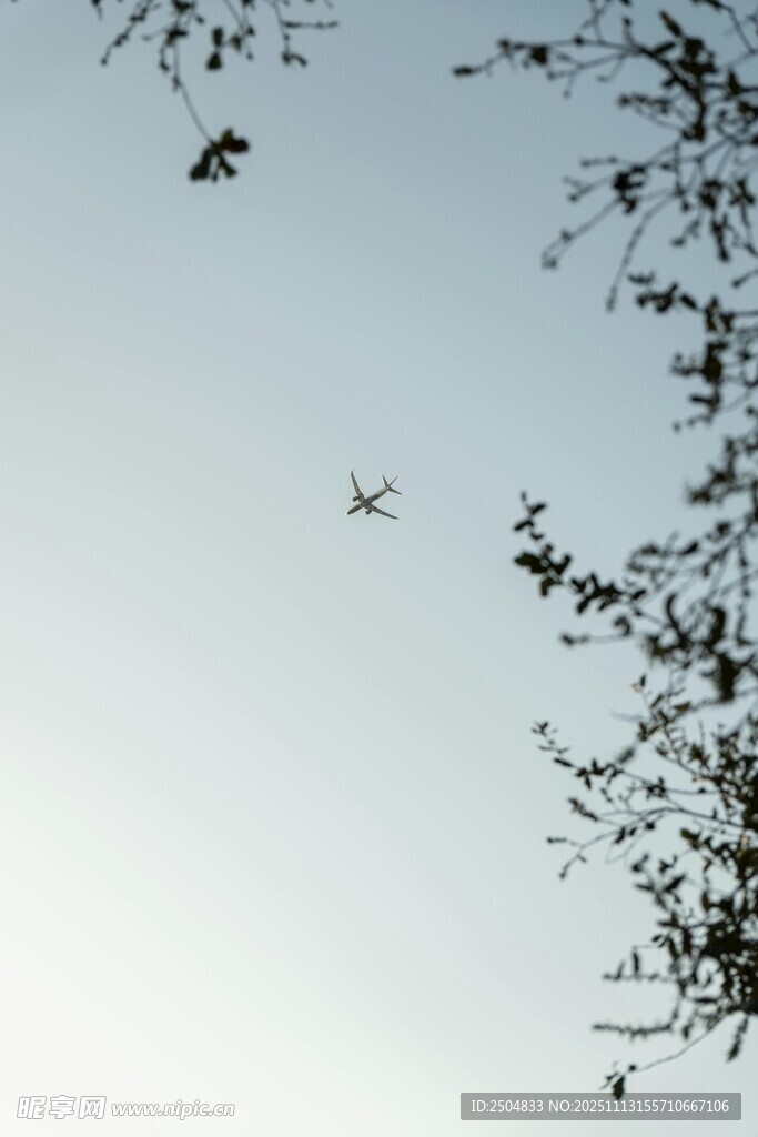 空中飞鸟与枝叶相映