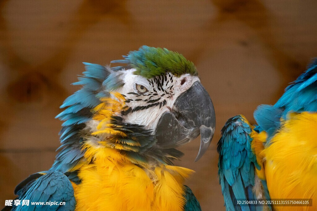 多彩鹦鹉特写