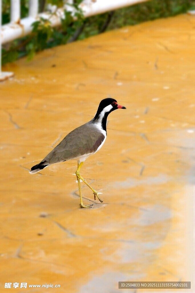 行走在地面的黑颈麦鸡