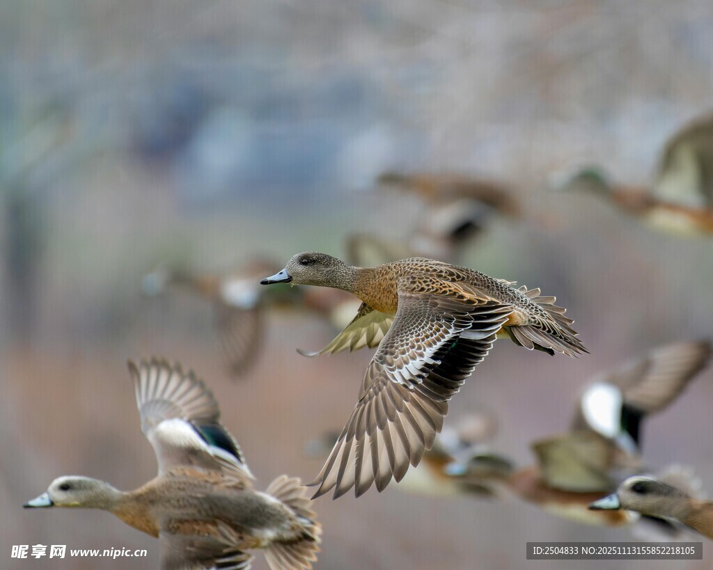 群鸭展翅飞翔