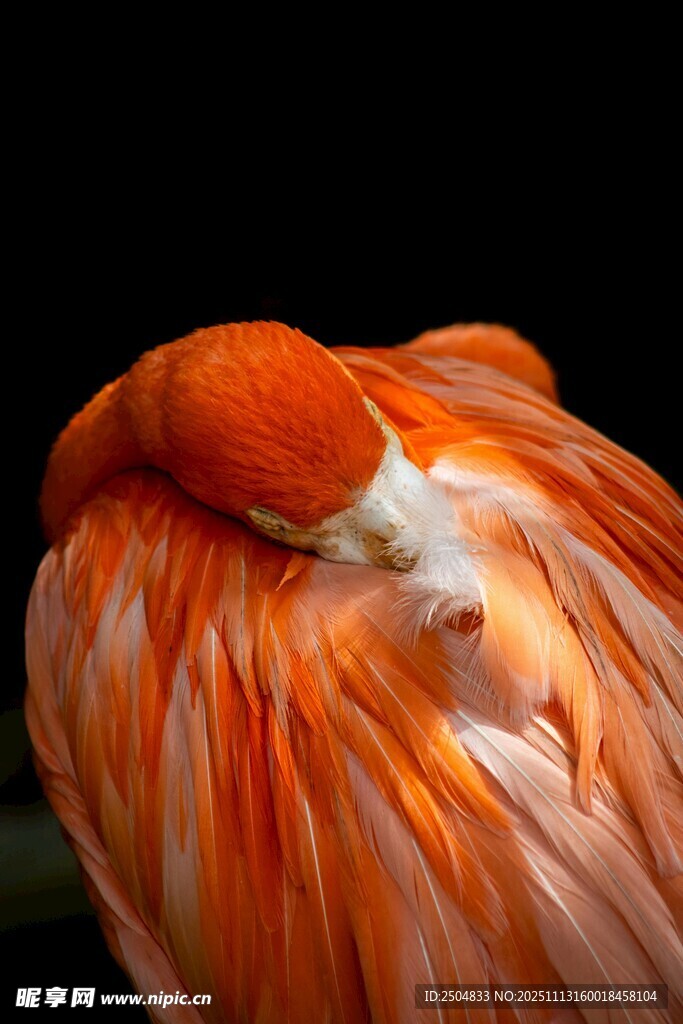 火烈鸟优雅休憩