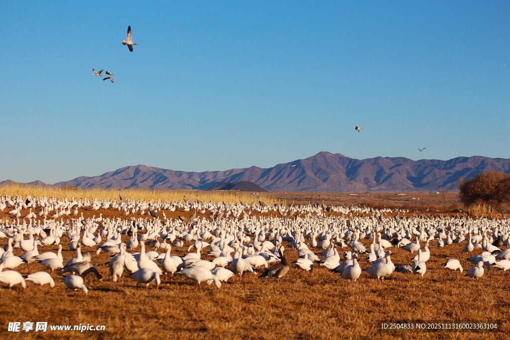 草原上的候鸟群