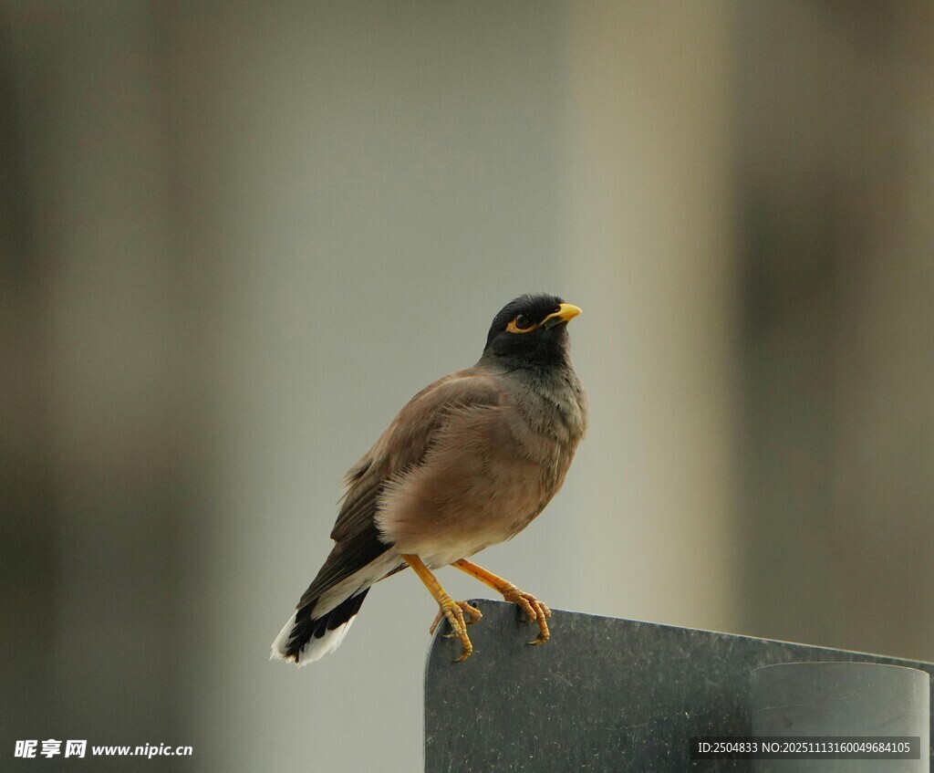 站在柱上的小鸟