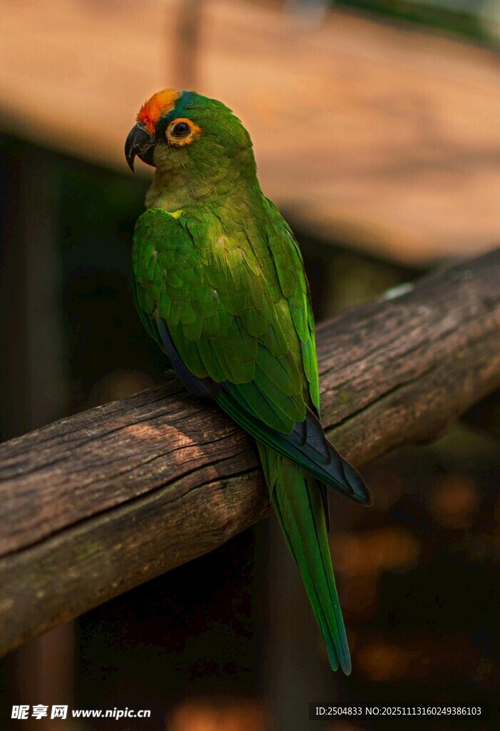 翠绿鹦鹉栖息于木枝上