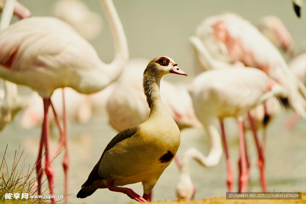 火烈鸟与野鸭同框画面